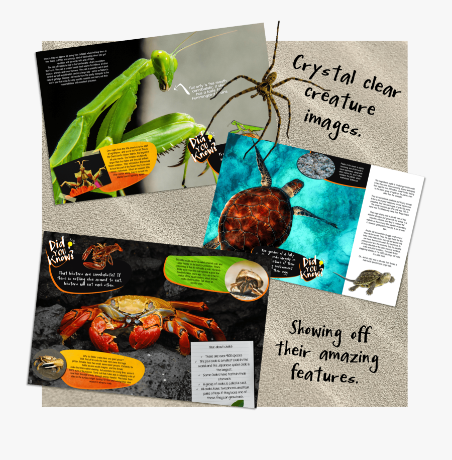 Crab, Transparent Clipart