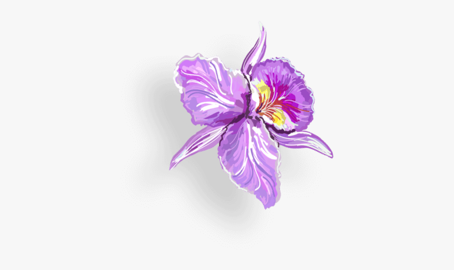 Saffron Crocus, Transparent Clipart
