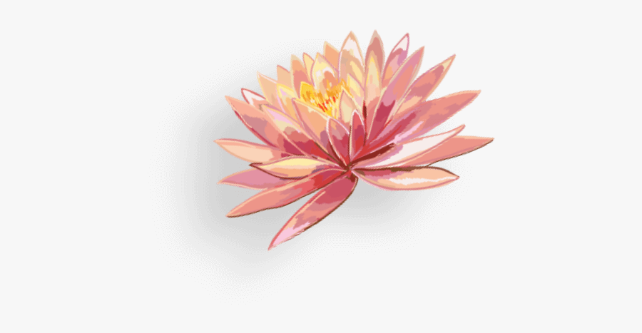Sacred Lotus, Transparent Clipart