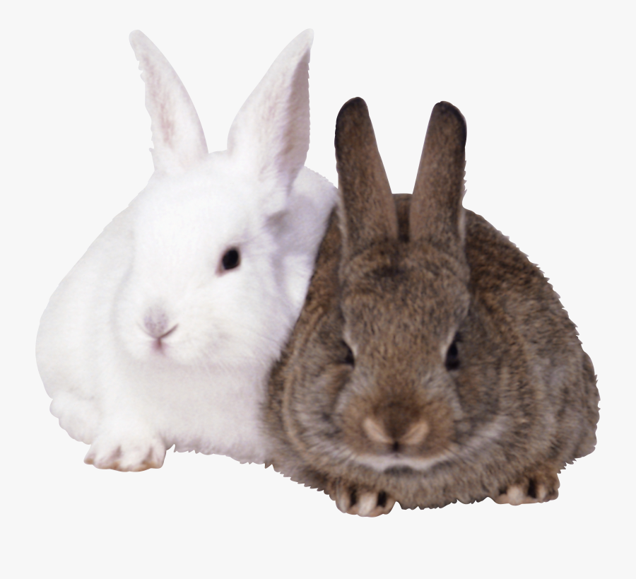White Rabbit Png - Transparent Background Rabbits Png, Transparent Clipart