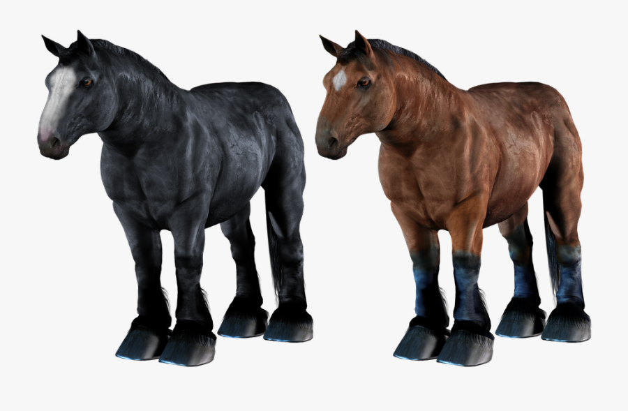 Transparent Horses Png - Draft Horse Team Transparent Background, Transparent Clipart