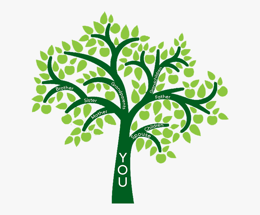 681a4e Mv2 D 1567 1531 S - Clipart Family Tree Png, Transparent Clipart
