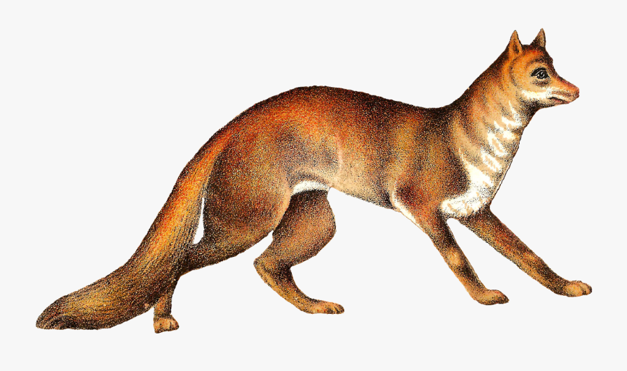 Antique Images Free Animal - Antique Fox Png, Transparent Clipart