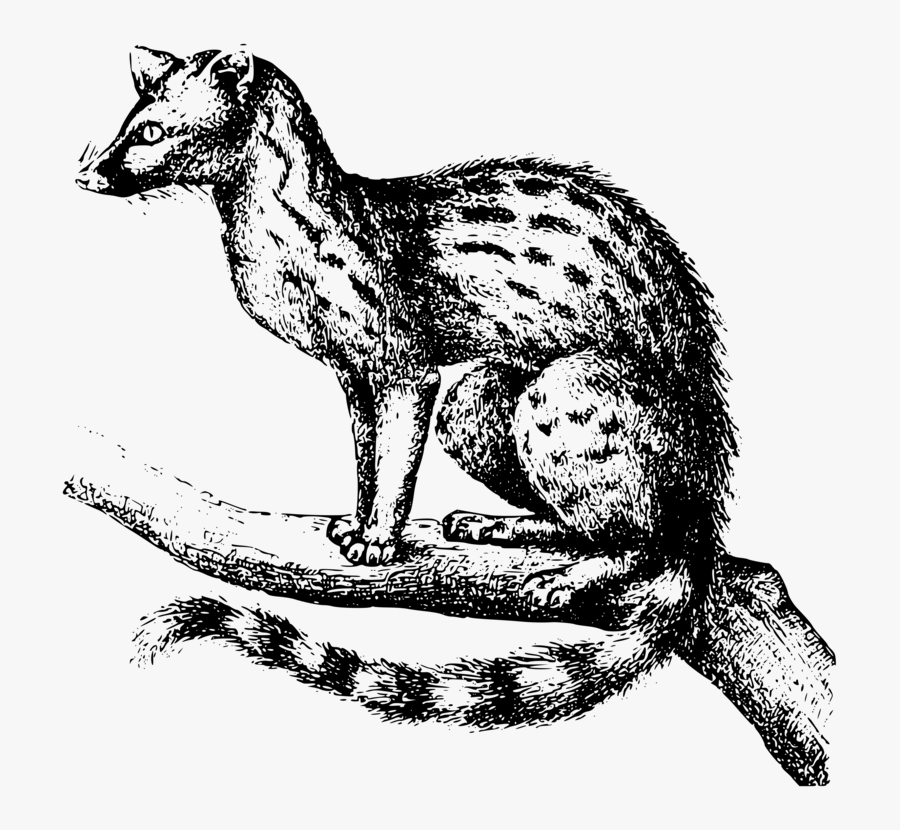 Art,monochrome Photography,carnivoran - Genet Vektor, Transparent Clipart