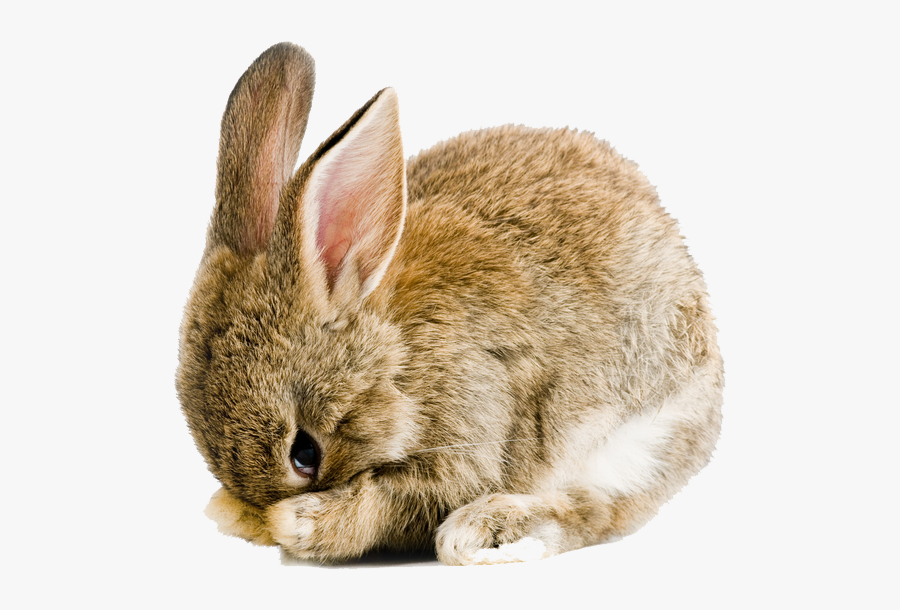 Rabbit Png Images Transparent Free Download - Easter Bunny Transparent Background, Transparent Clipart