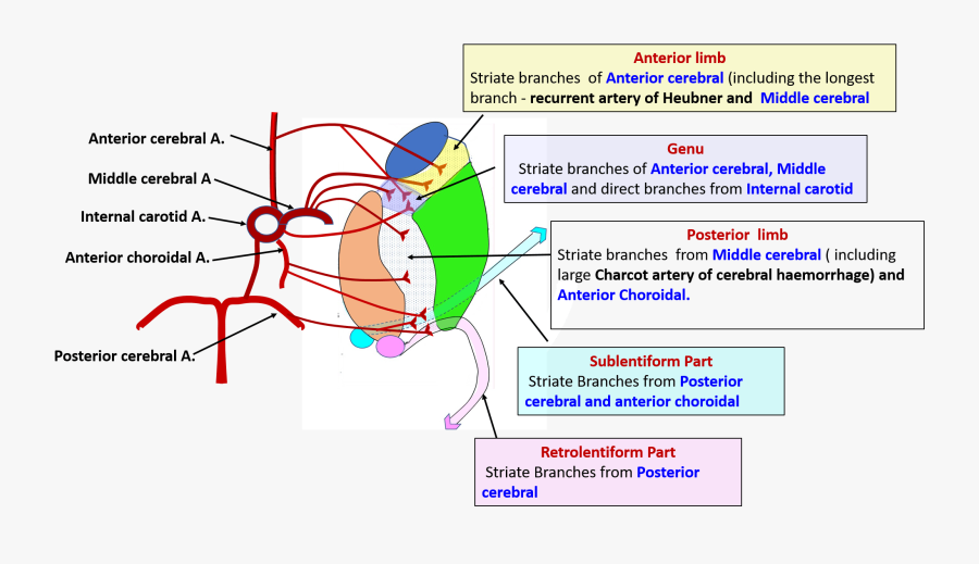 Clip Art Kordur Moorddiner Co Anatomy - Arterial Supply Of Internal Capsule, Transparent Clipart