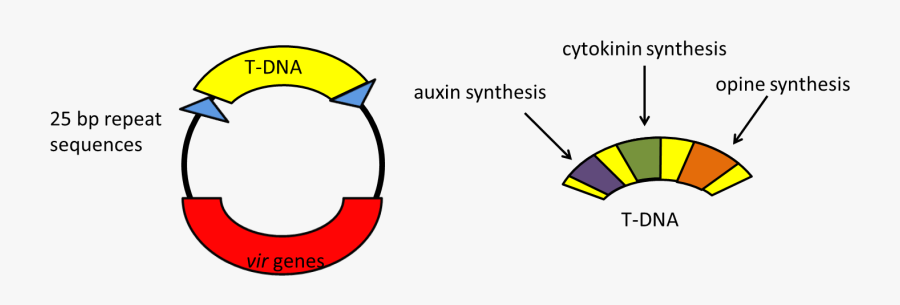 Vector Black And White Tumefaciens A Pathogen That, Transparent Clipart