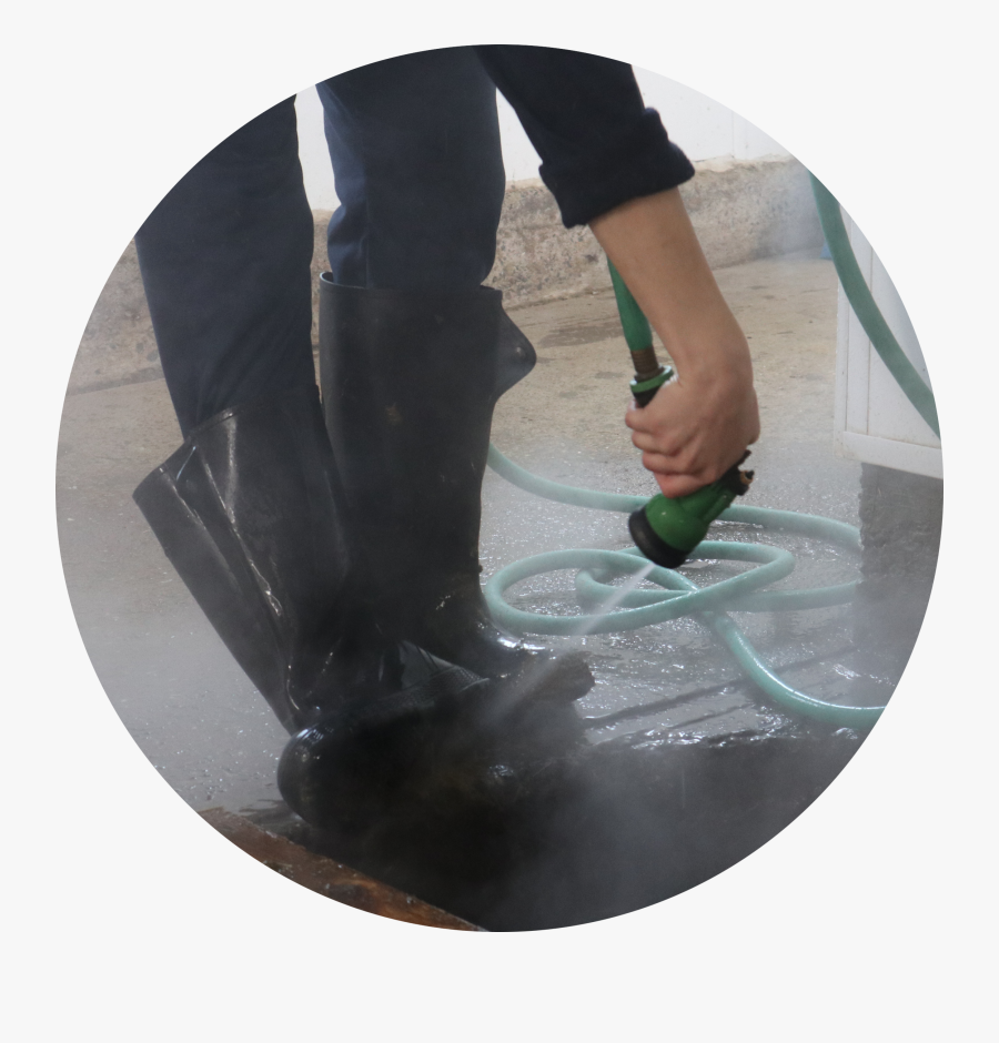 Circle, Transparent Clipart