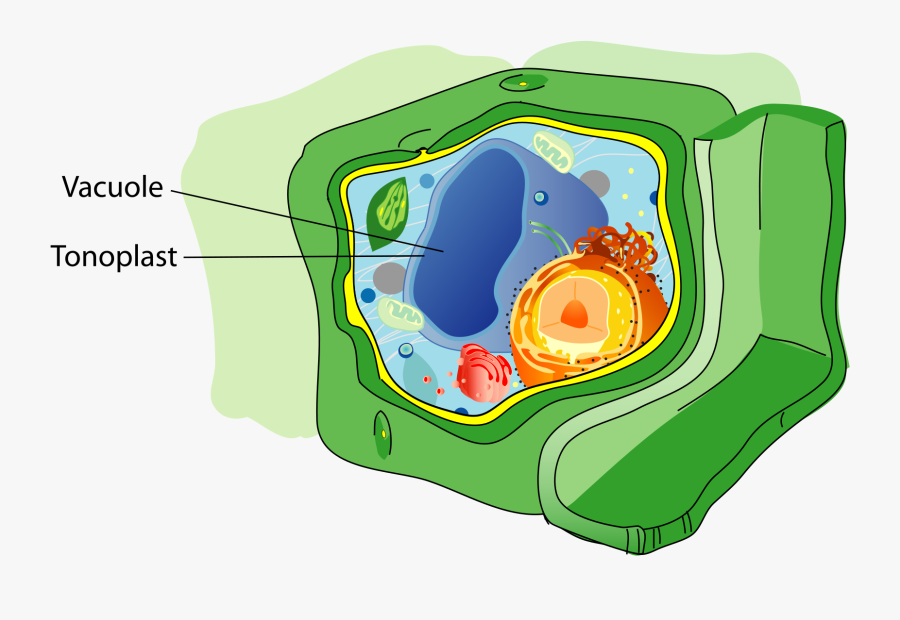 Banner Library Download Vacuole Wikipedia - Central Vacuole, Transparent Clipart