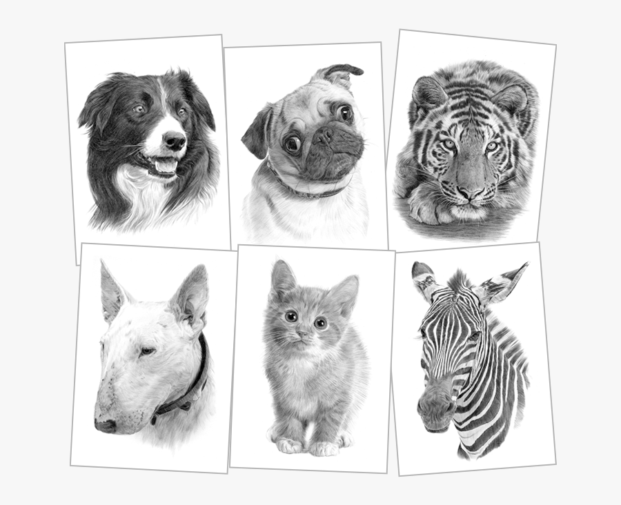 Clip Art Black And White Pencil Drawings - Tiger, Transparent Clipart