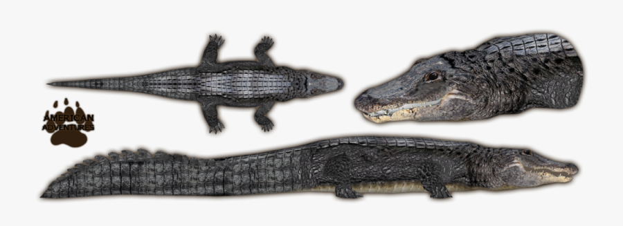 Alligator Png Free Download - Nile Crocodile, Transparent Clipart