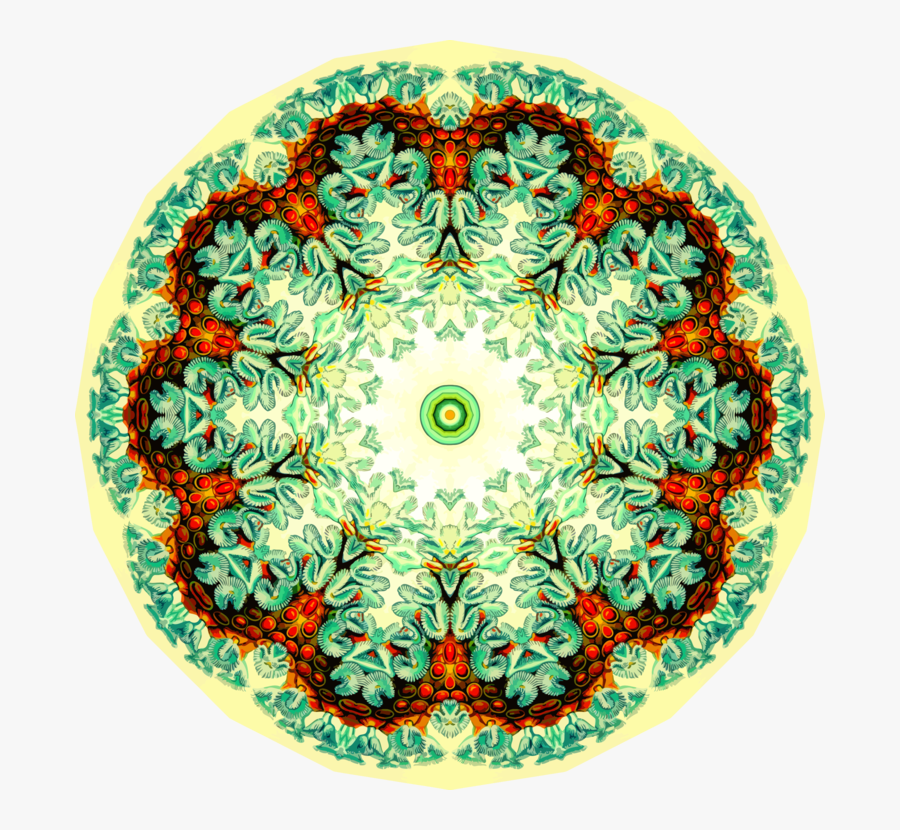 Symmetry,circle,organism, Transparent Clipart
