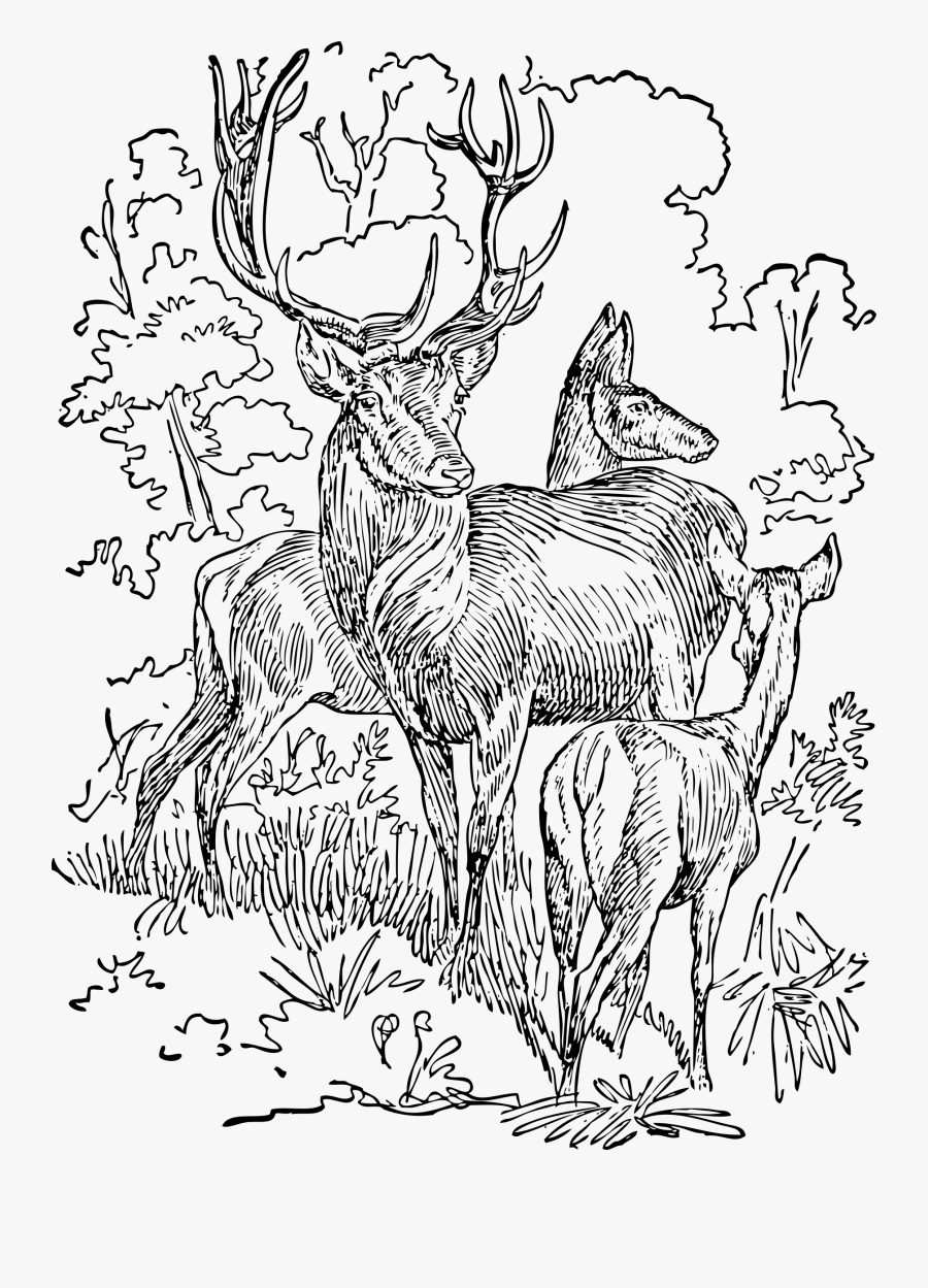 Red Deer - Adult Stag Coloring Page, Transparent Clipart