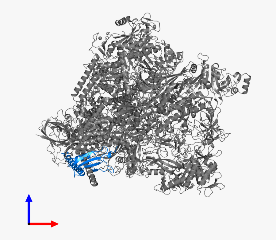 Transparent Rna Clipart - Illustration, Transparent Clipart