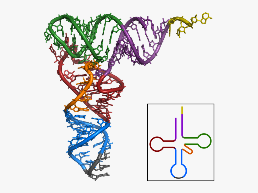 M Sace Biology Stage - Trna Tertiary Structure, Transparent Clipart