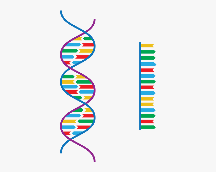 Picture, Transparent Clipart