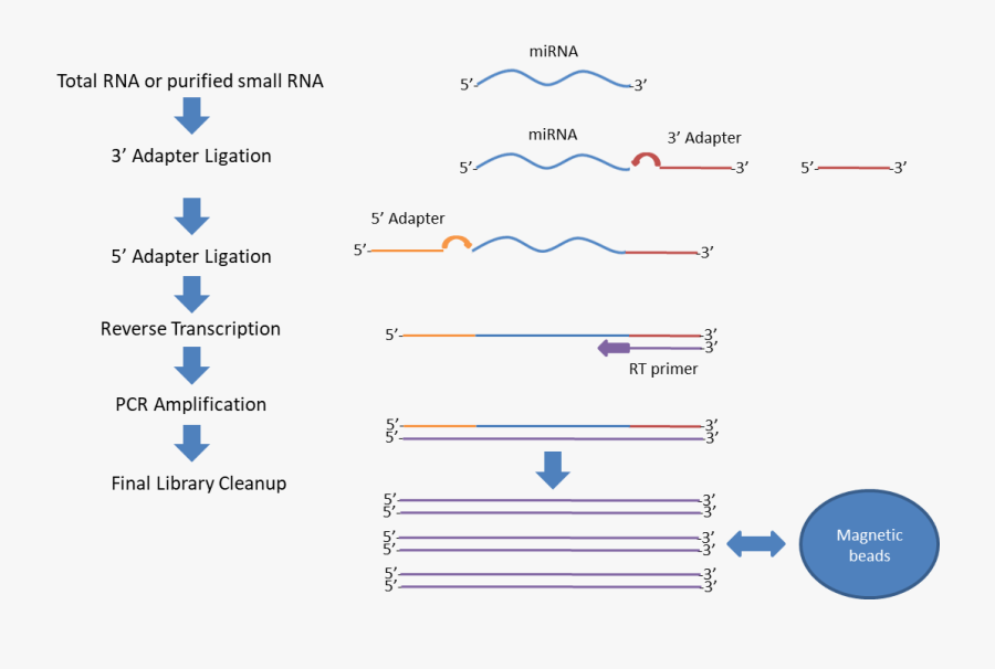 Small Rna Rna Seq, Transparent Clipart