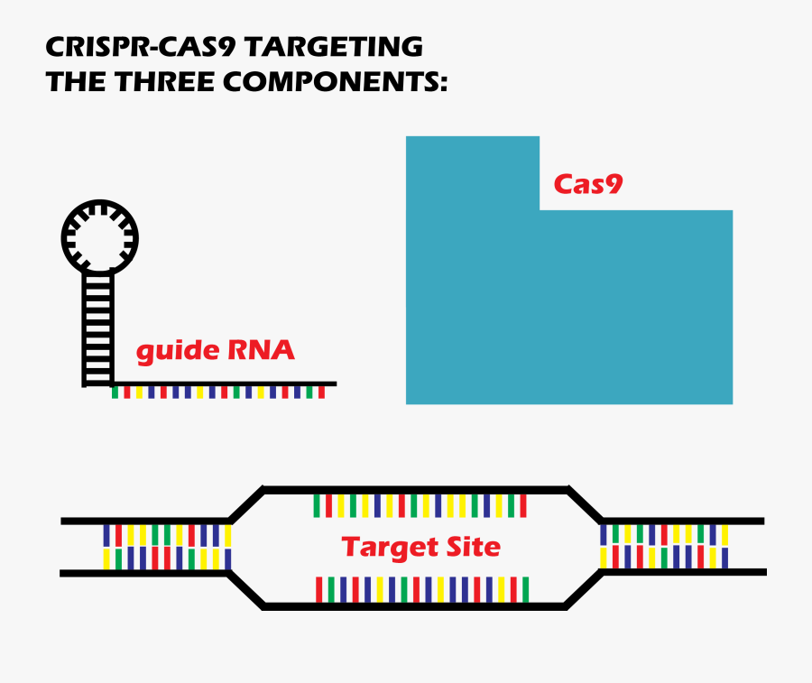 Rna Guide, Transparent Clipart