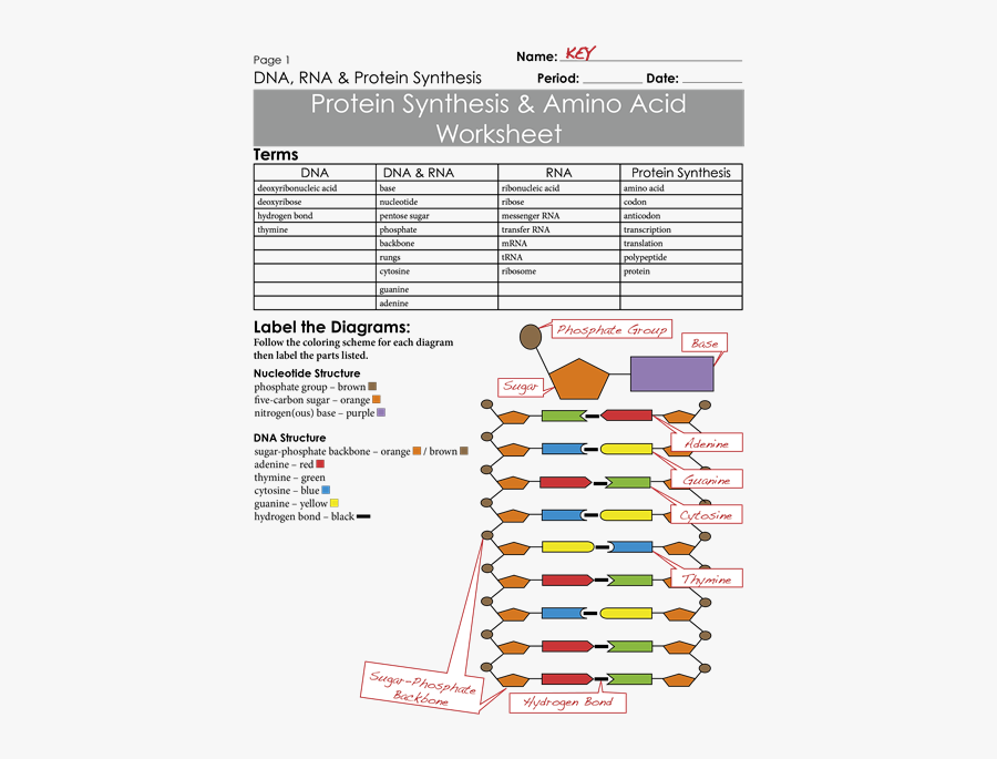Dna Clipart 6th Grade Science - Page 1 Protein Synthesis & Amino Acid, Transparent Clipart
