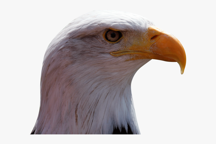 Buzzard, Transparent Clipart
