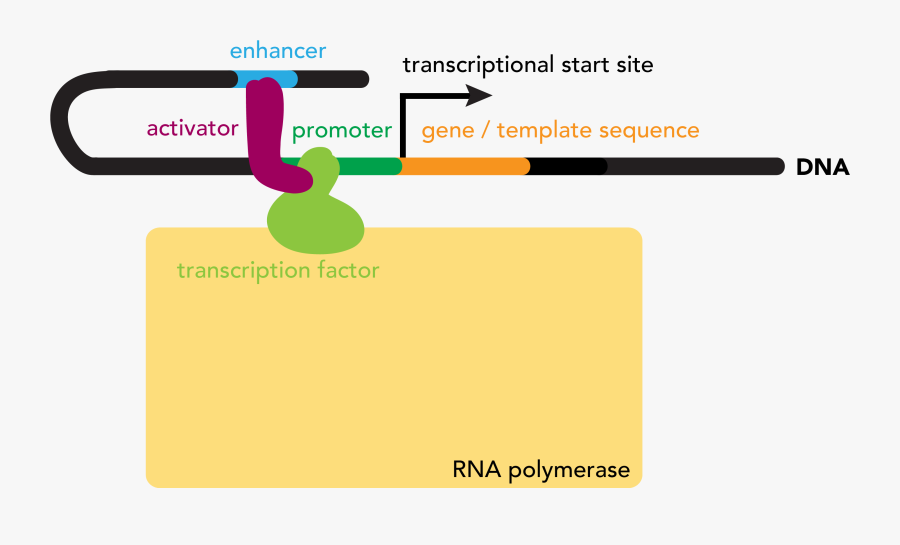 Transcription Start Site Transcription Factor Binding, Transparent Clipart