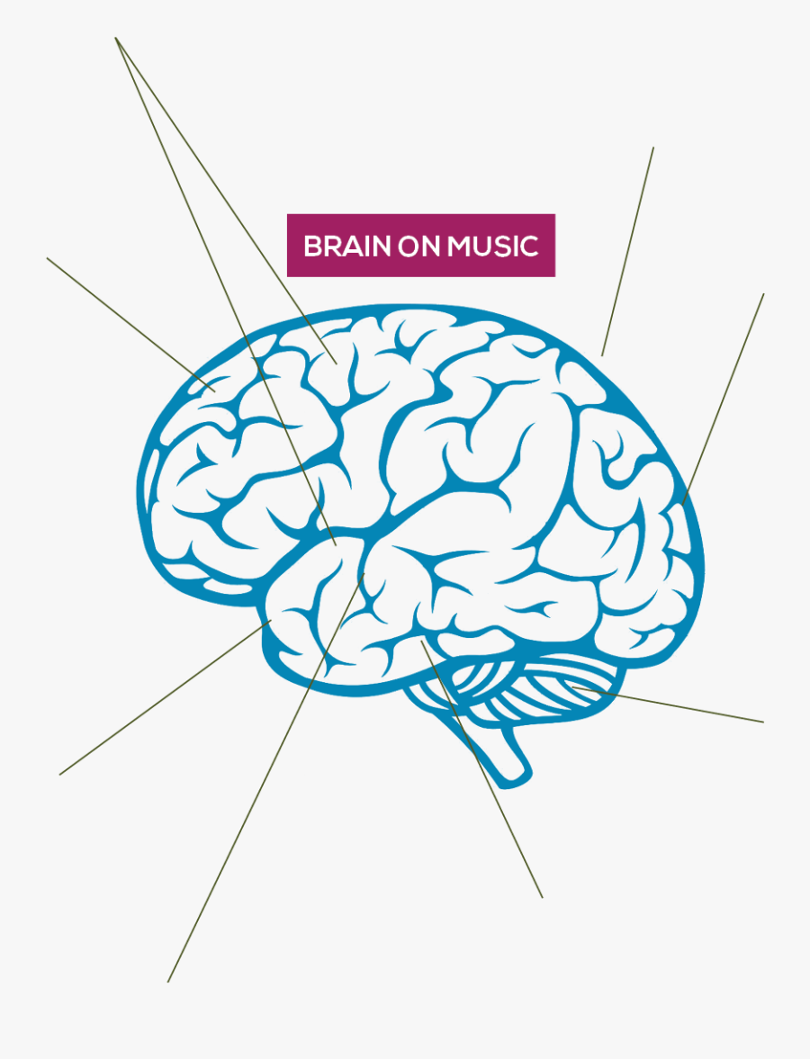 Boosted Capacity Of Structural And Functional Plasticity - Brain Drawing Transparent Background, Transparent Clipart