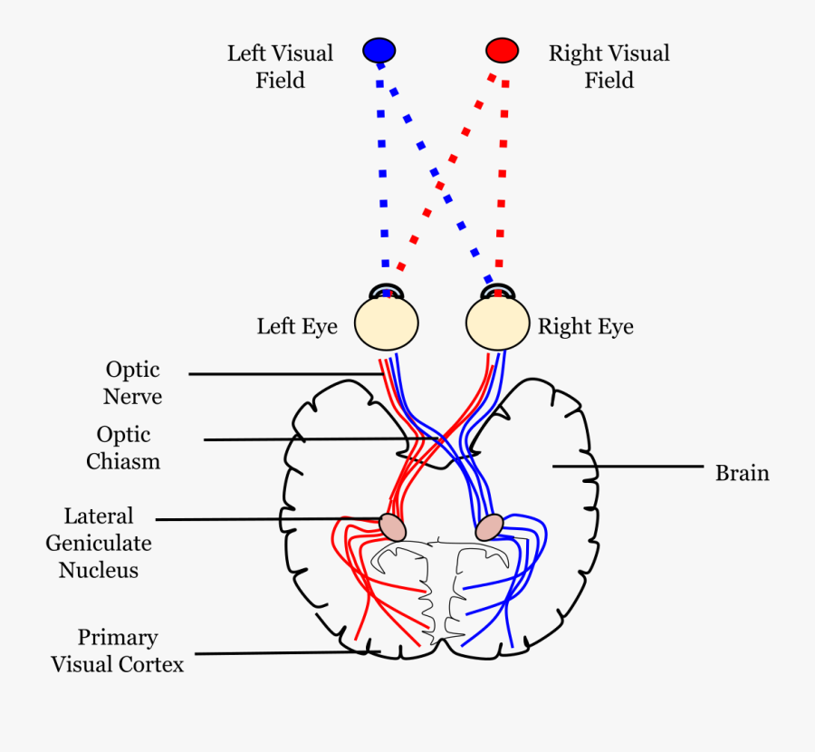 Calcarine Sulcus Lateral Geniculate Nucleus, Transparent Clipart