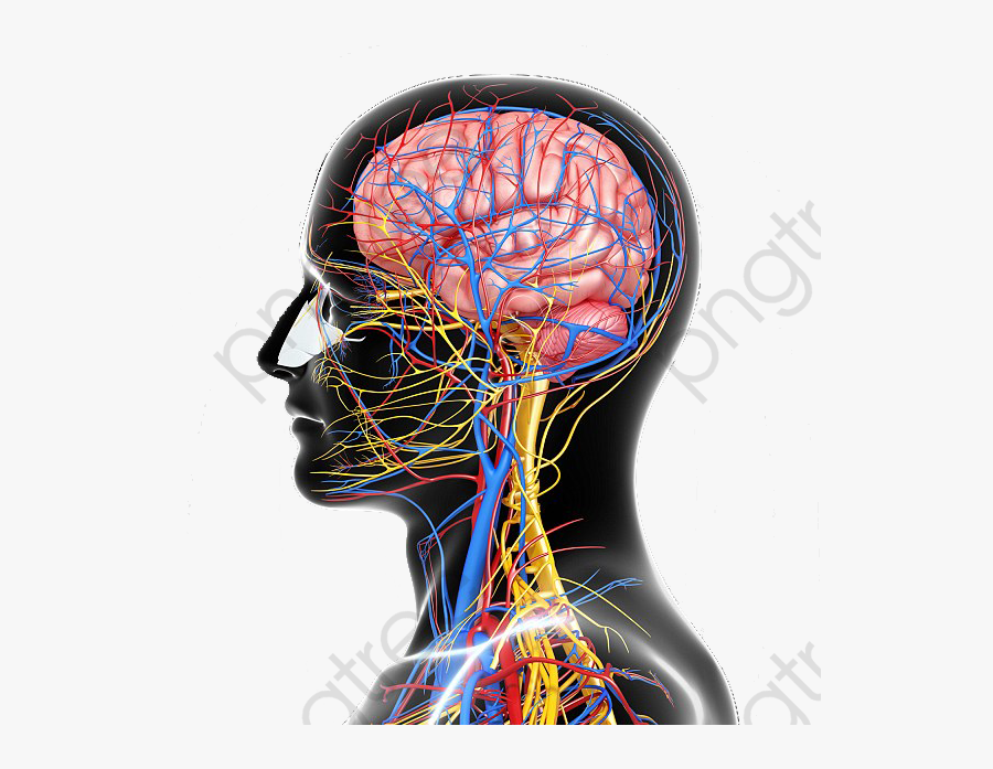 Structure Nervous System - Nervous System Omega 3, Transparent Clipart