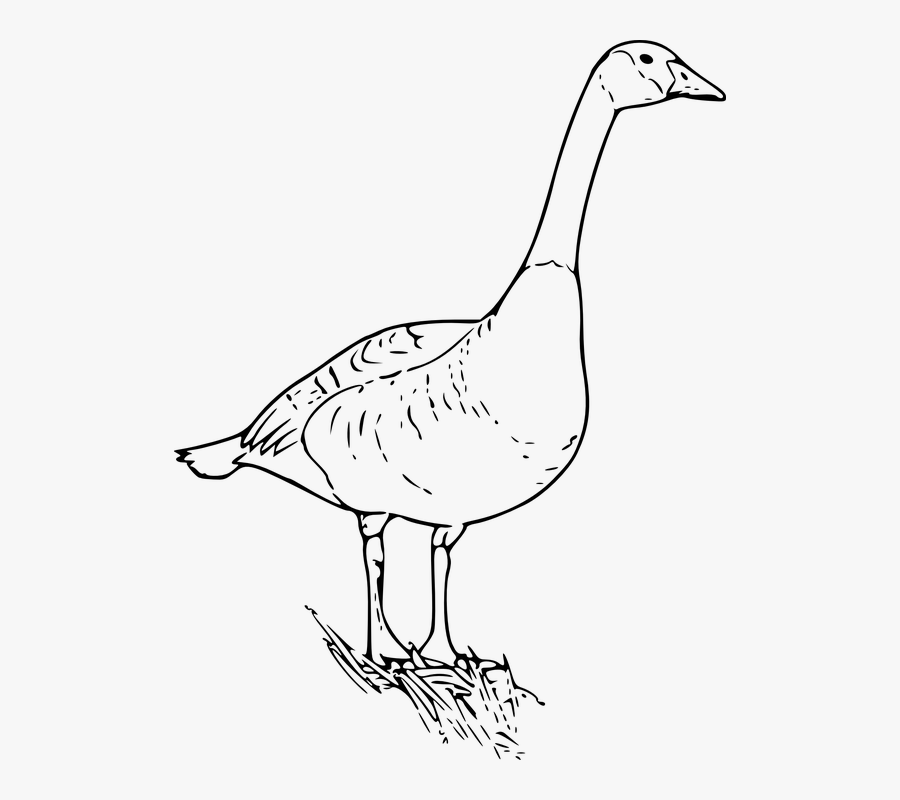 Goose, Bird, Animal, Canadian, Nature, Wildlife - Canada Goose Clip Art, Transparent Clipart