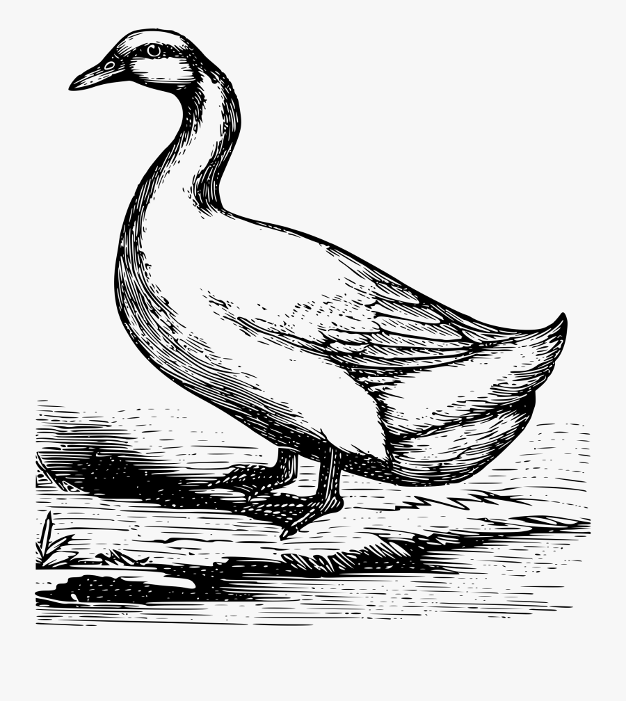 Transparent Goose Clipart Black And White - Goose Sketch Transparent Background, Transparent Clipart