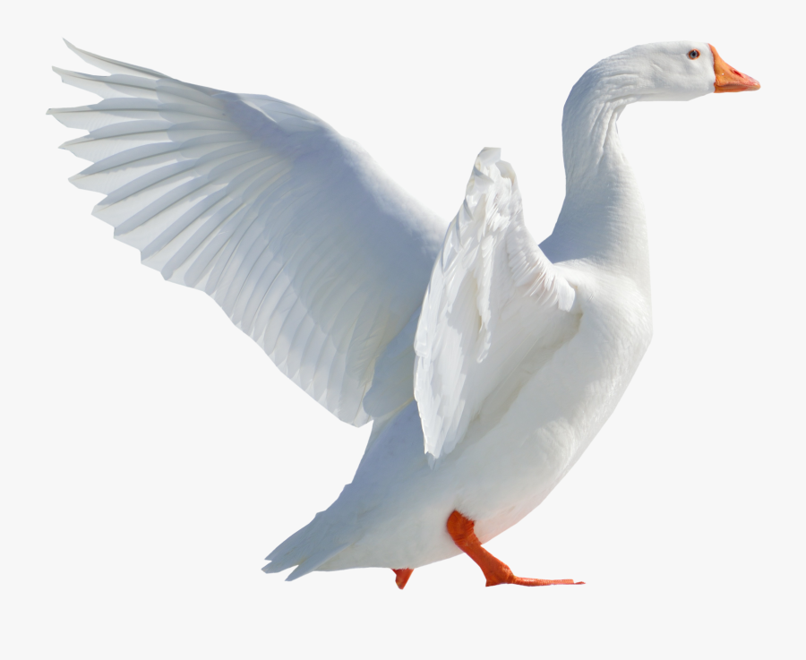 Transparent Feathers Goose - Duck, Transparent Clipart