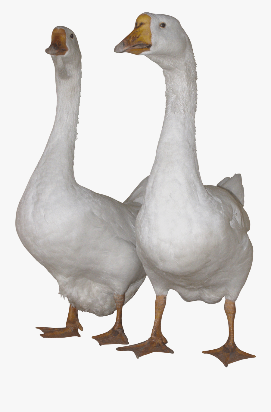 White Goose Png Image - Gooses Png, Transparent Clipart