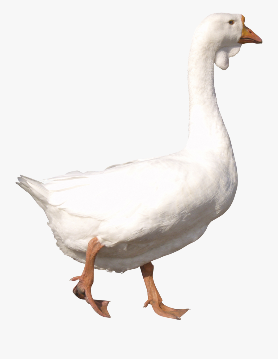 White Goose Png - Goose Png, Transparent Clipart