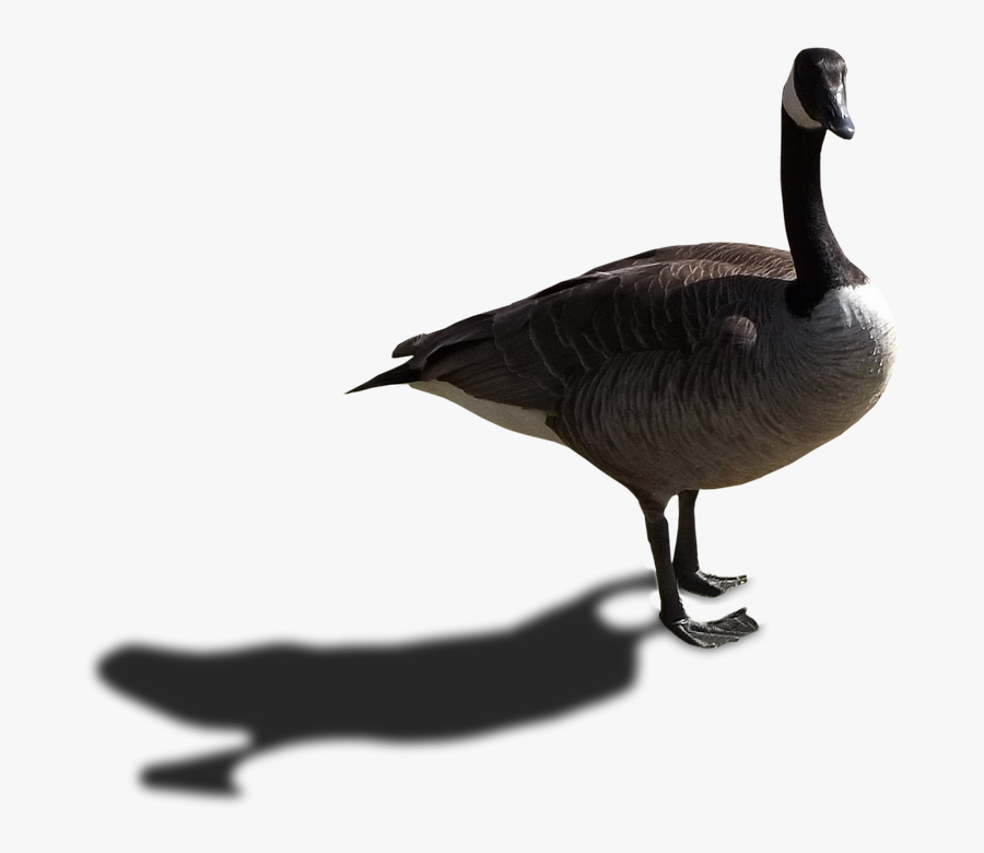 Goose Transparent Walking - Portable Network Graphics, Transparent Clipart