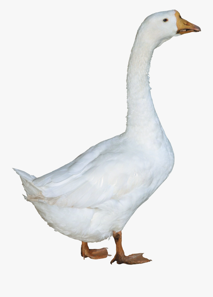 Goose Transparent Duck - Duck Png, Transparent Clipart