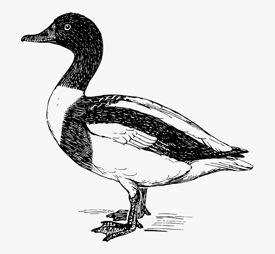 Livestock,fowl,goose - Waterfowl Clipart, Transparent Clipart