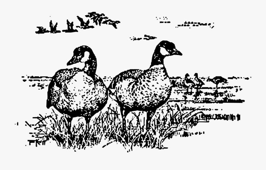 Art,livestock,fowl - Drawing Of Canadian Geese, Transparent Clipart