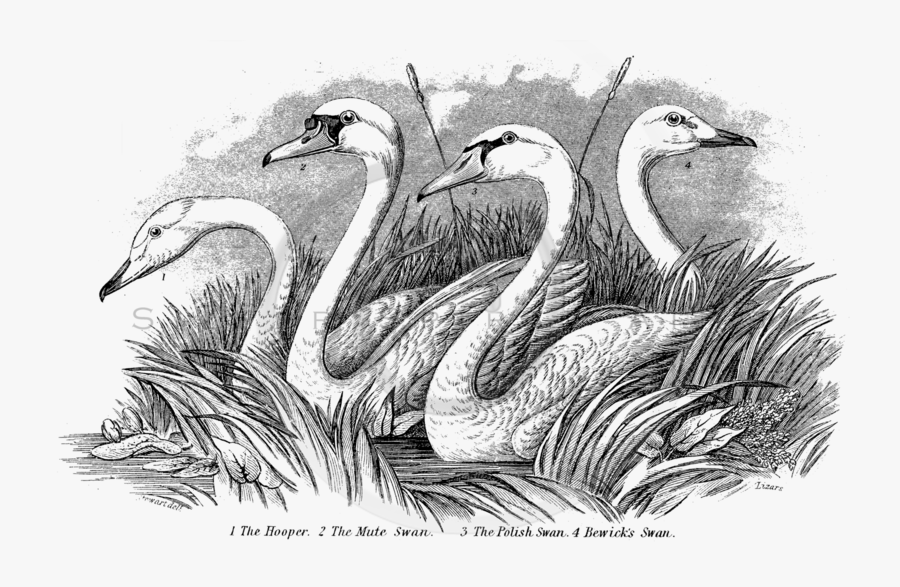 Transparent Swan Clipart Black And White - Tundra Swan, Transparent Clipart