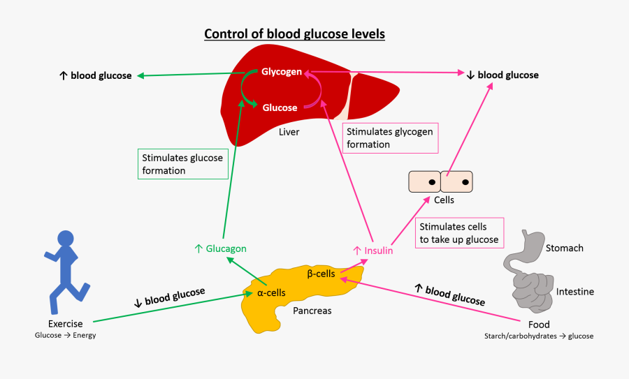 Vs Png Glucose - Increase Blood Glucose Level, Transparent Clipart