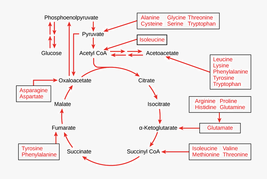 Regulation Cellular Respiration Article - Krebs Cycle Amino Acids, Transparent Clipart