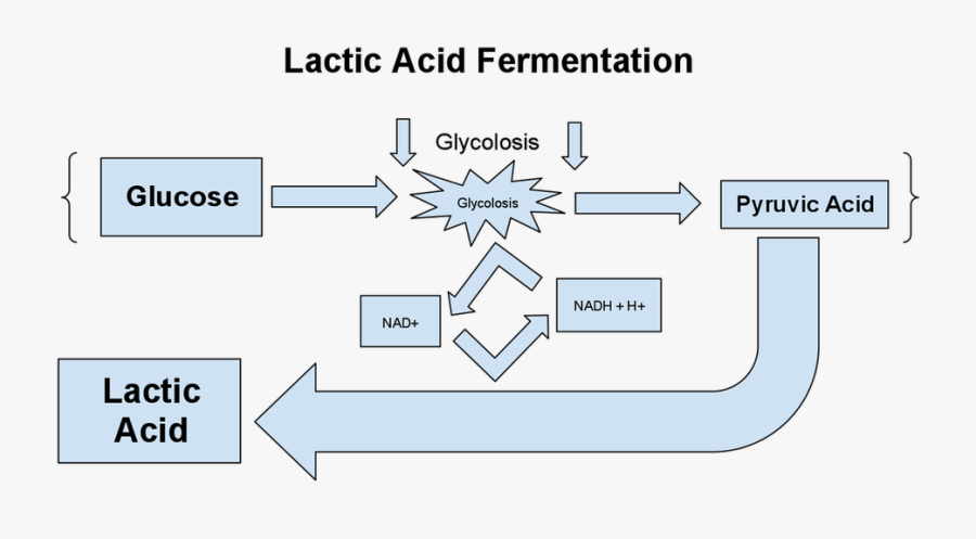 Transparent Cellular Respiration Clipart - Lactic Acid In Athletes, Transparent Clipart