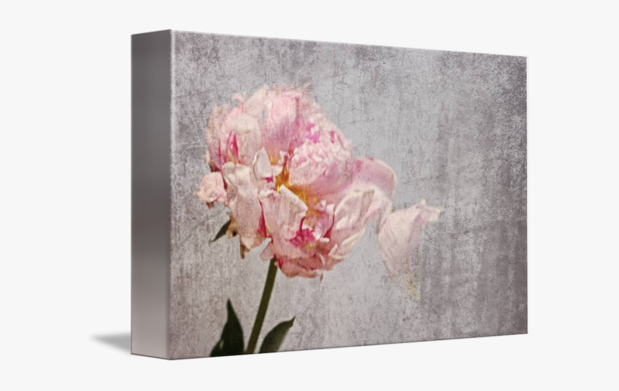 Clip Art Orl Romantic Peony By - Rosa × Centifolia, Transparent Clipart