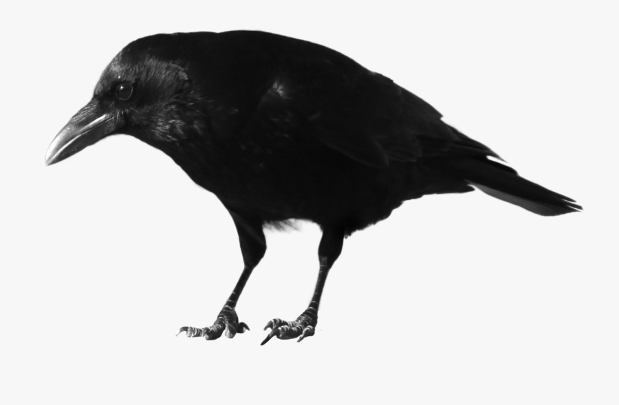 Black Crow .png, Transparent Clipart