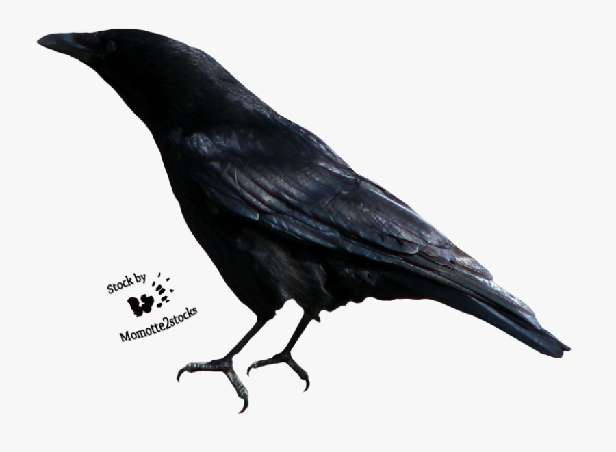 Svg Download Cut Out Stock Png Perching By Momotte - Crow Images Hd Png, Transparent Clipart