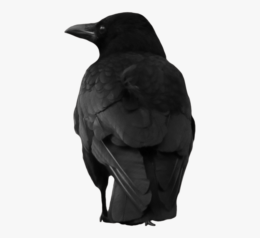 Crows Without Background, Transparent Clipart