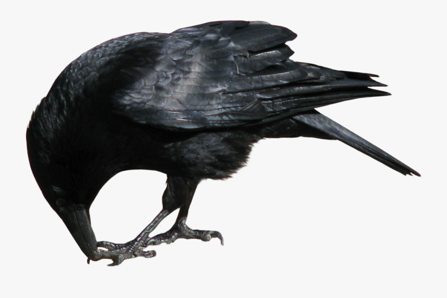 Crow Eating Png, Transparent Clipart