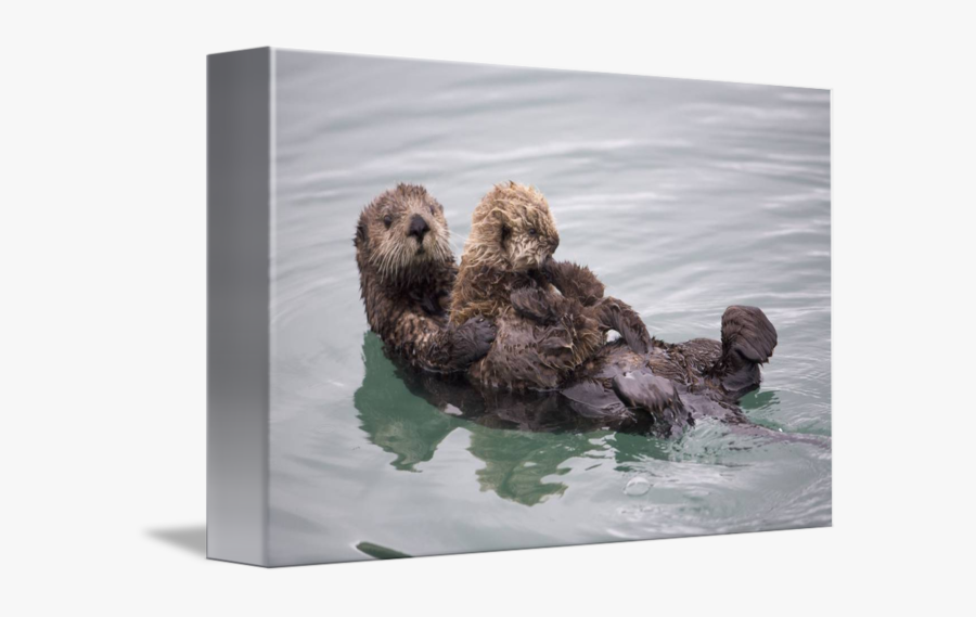 Clip Art Sea Otter Picture - Baby Otter Tied To Kelp, Transparent Clipart