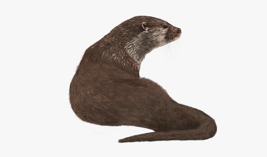 Clipart Otter, Transparent Clipart