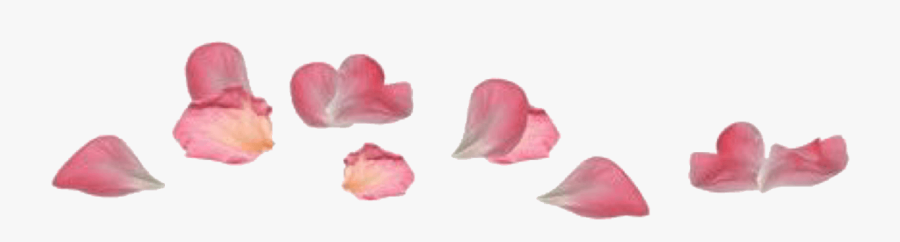 Pink Rose Petal Pngs - Artificial Flower, Transparent Clipart