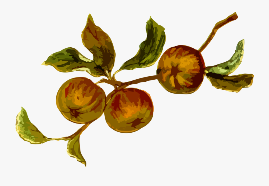 Plant,leaf,food, Transparent Clipart